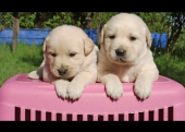 Baby face Golden Retriever